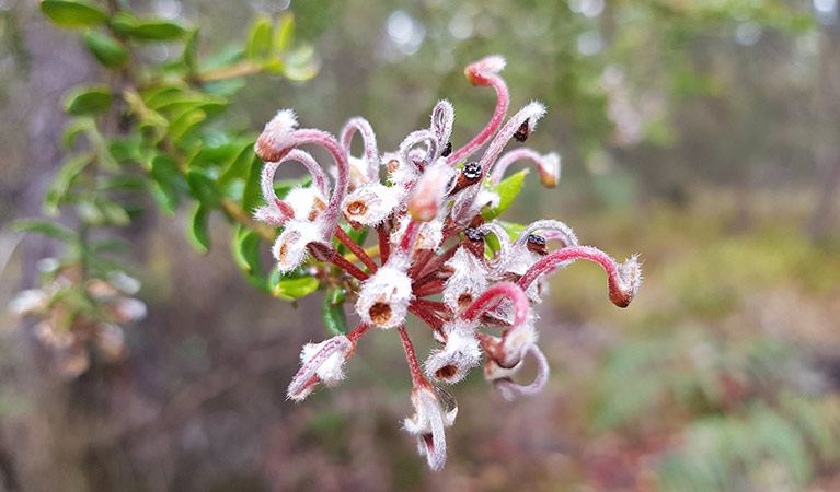 Grey spider flower in Muogamarra Nature Reserve. Photo: Amanda Cutlack/OEH