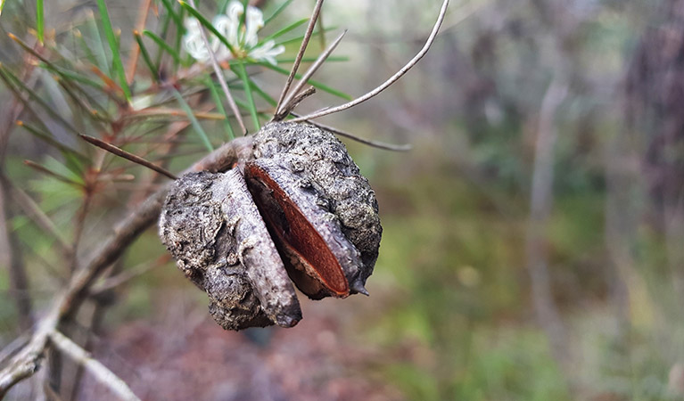 A needlebush seed pod. Photo: Amanda Cutlack/OEH