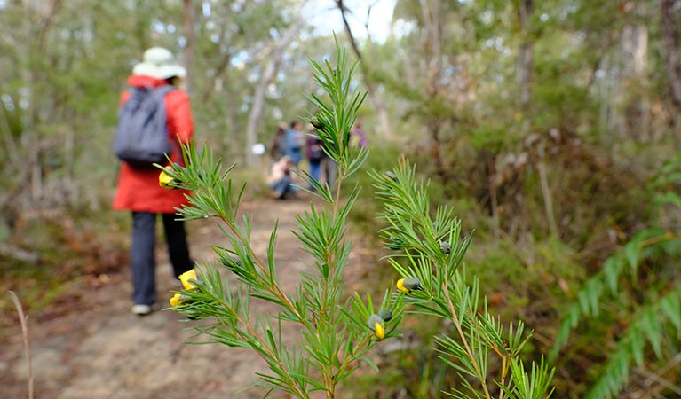 Bushwalkers and wildflowers along Point Loop walk. Photo: Elinor Sheargold/OEH