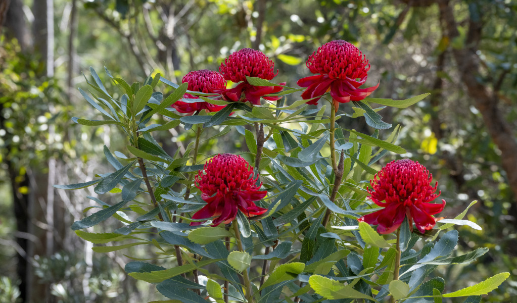 Telopea speciosissima (Waratah), Muogamarra Nature Reserve. Photo: John Spencer &copy; DCCEEWW