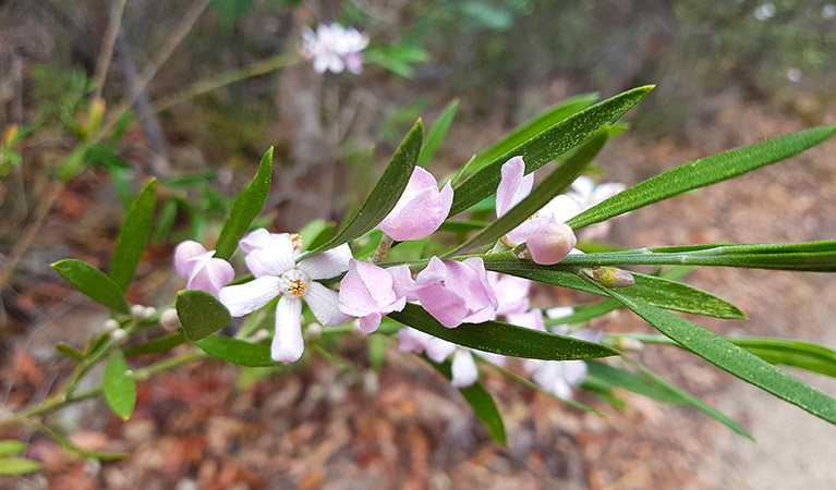 Pink wax flower in Muogamarra Nature Reserve. Photo: Amanda Cutlack/OEH