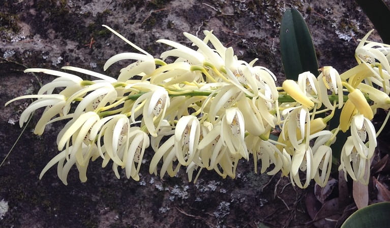 Rock orchid, Tippers lookout, Muogamarra Nature Reserve. Photo: Kevin Westren