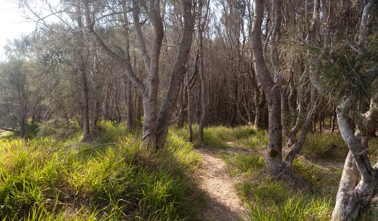 Murramarang Aboriginal Area. Photo: Lucas Boyd  &copy; OEH