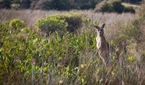 Murramarang Aboriginal Area. Photo: Lucas Boyd &copy; OEH