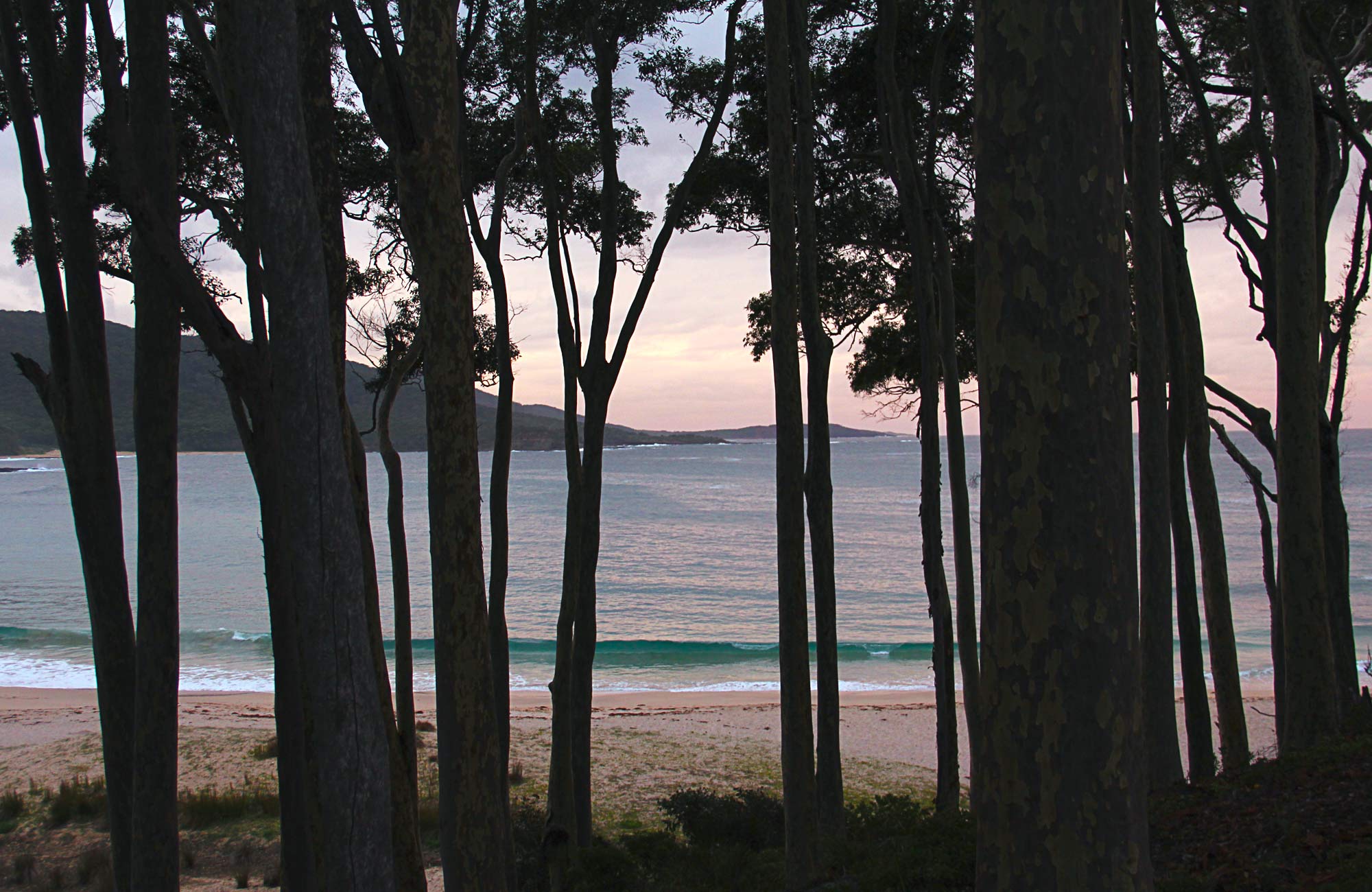 Looking through the trees out to sea on sunset. Photo:John Yurasek