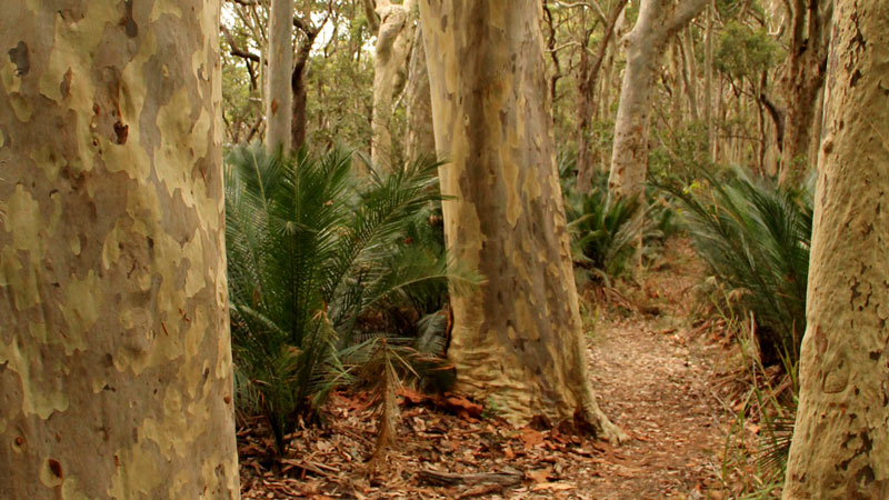 Burrawang walking track, Murramarang National Park. Photo: John Yurasek &copy; OEH