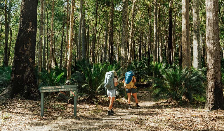 2 bushwalkers following Burrawang walking track through forest, Murramarang National Park. Credit: Remy Brand &copy; Remy Brand