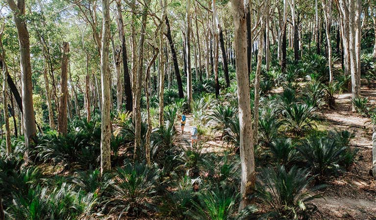 2 bushwalkers following Burrawang walking track through a green understory of burrawangs, Murramarang National Park. Credit: Remy Brand &copy; Remy Brand