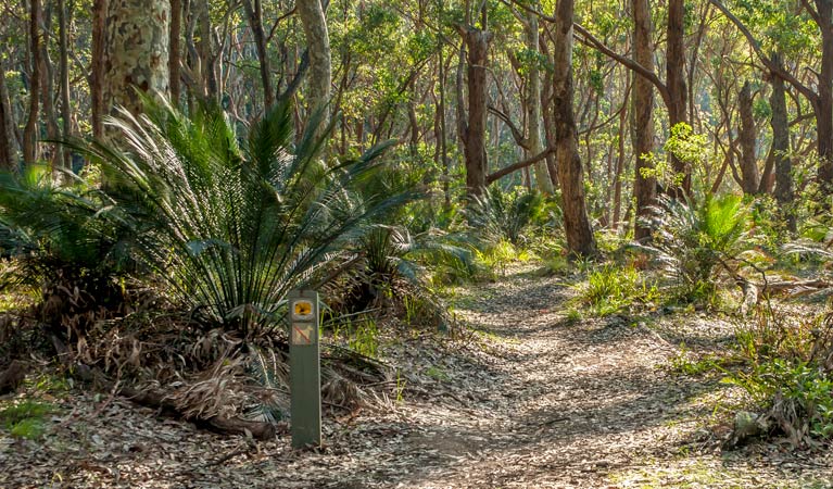 Dark Beach walking track, Murramarang National Park. Photo: Michael van Ewijk &copy; OEH