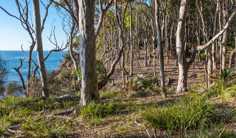 Dark Beach walking track, Murramarang National Park. Photo: Michael van Ewijk &copy; OEH