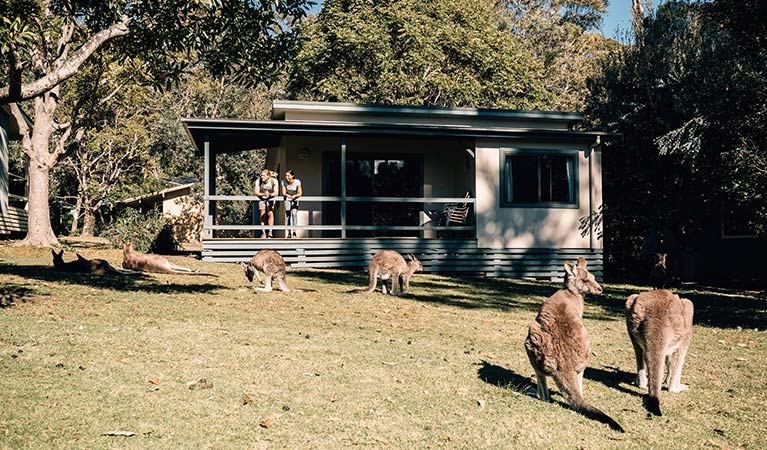 A couple watch kangaroos from their Depot Beach cabin, Murramarang National Park. Photo: Melissa Findley/OEH.