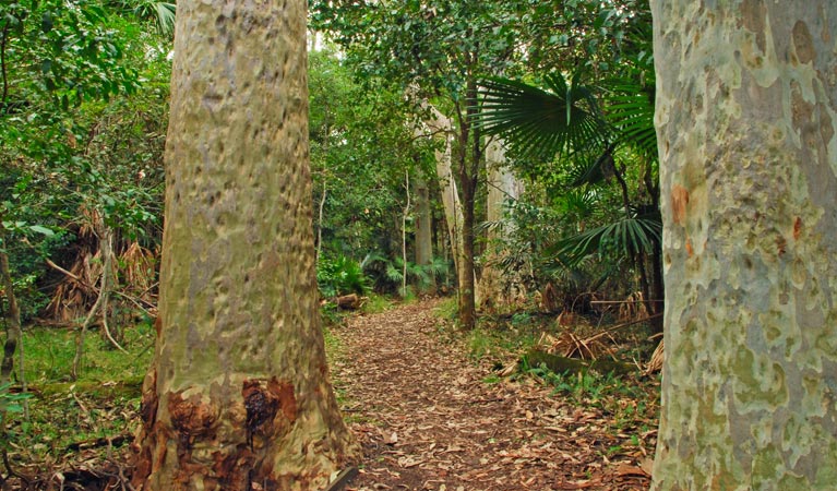 Depot Beach Rainforest walk, Murramarang National Park. Photo &copy; Michael Jarman