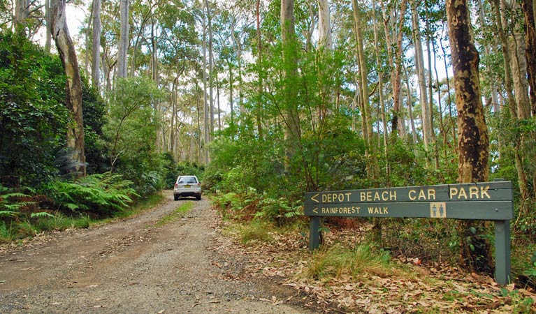 Depot Beach Rainforest walk, Murramarang National Park. Photo &copy; Michael Jarman