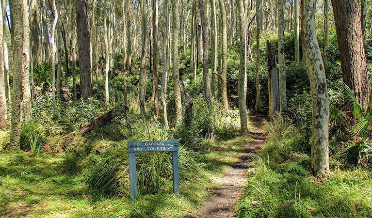 Depot Beach Rainforest walk, Murramarang National Park. Photo: John Yurasek &copy; OEH