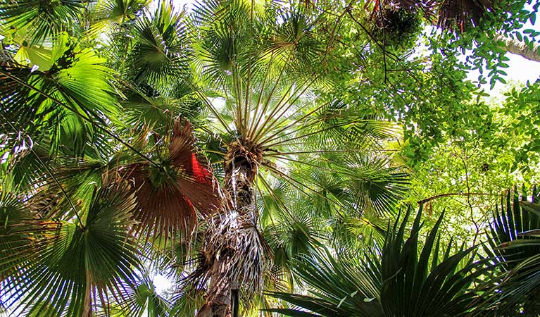 Depot Beach Rainforest walk, Murramarang National Park. Photo: John Yurasek &copy; OEH