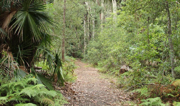 Lake walking track, Durras Lake, Murramarang National Park. Photo: John Yurasek &copy; OEH