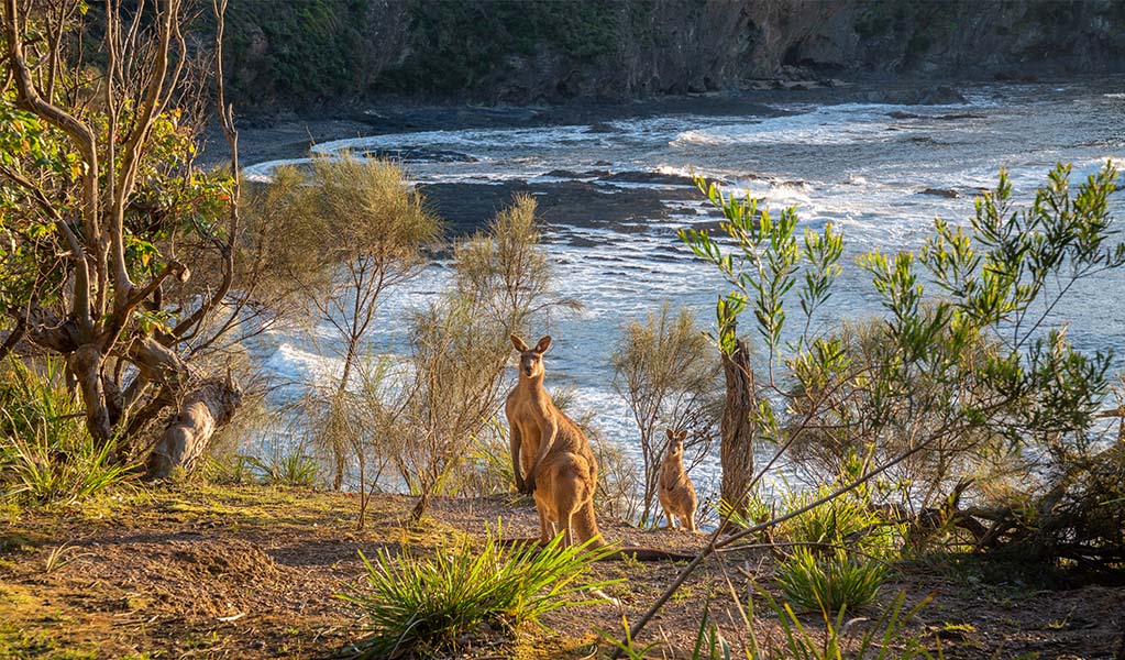 2 kangaroos with ocean views in the background in Murramarang National Park. Credit: John Spencer &copy; DPE