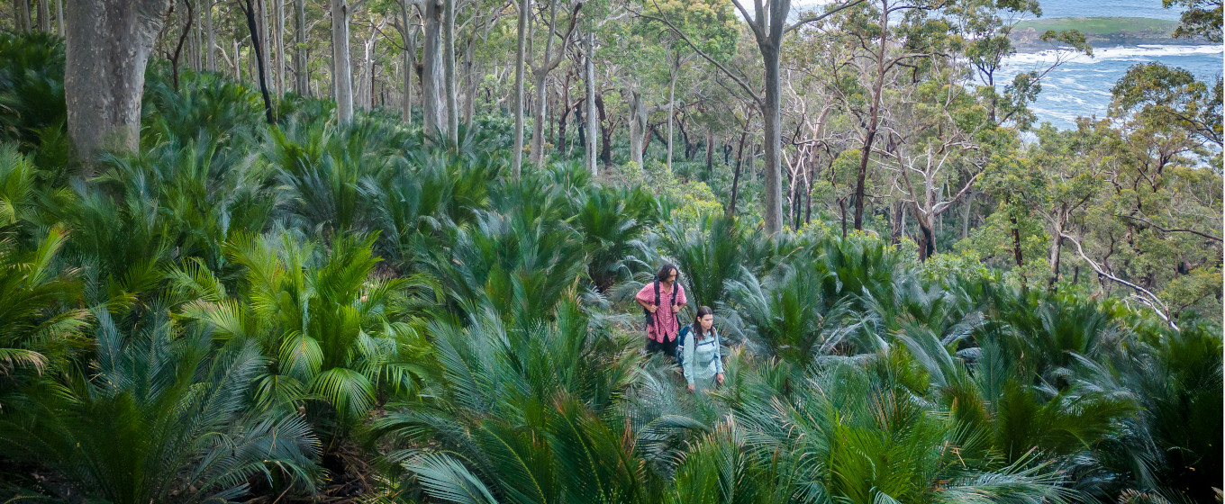 2 bushwalkers walking through forest on the Murramarang South Coast Walk. Credit: John Spencer © DPE