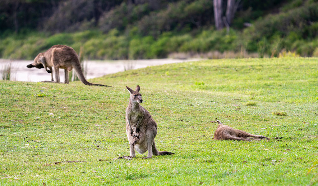 Grey kangaroos and a joey on the grass in Murramarang National Park. Credit: John Spencer © DPE