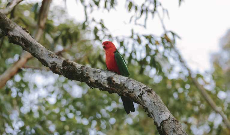 A king parrot perched on a tree branch in Murramarang National Park. Credit: David Finnegan © OEH