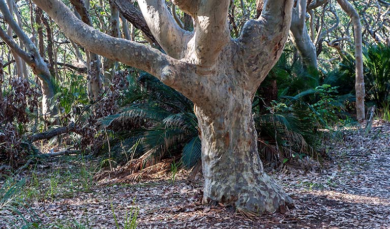 Myrtle Beach walking track, Murramarang National Park. Photo: Michael Van Ewijk &copy; OEH