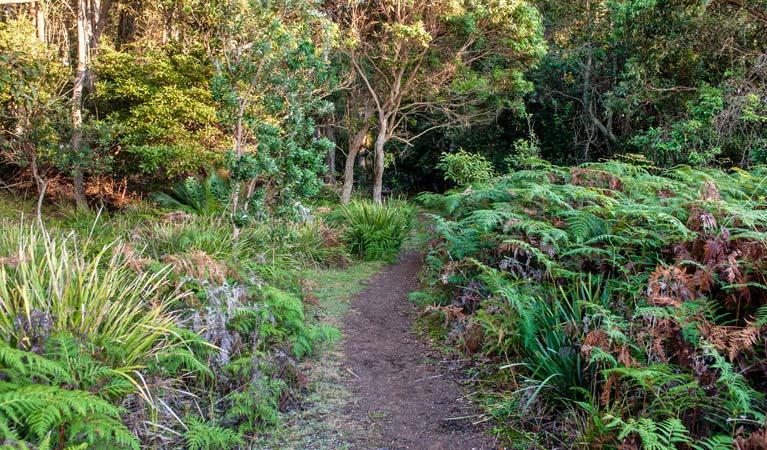 Oaky Beach walking track, Murramarang National Park. Photo: Michael van Ewijk &copy; OEH