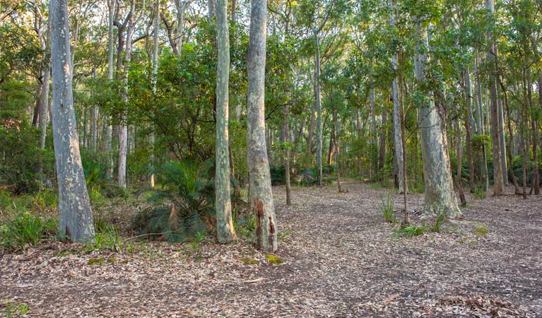 Oaky Beach walking track, Murramarang National Park. Photo: Michael van Ewijk &copy; OEH