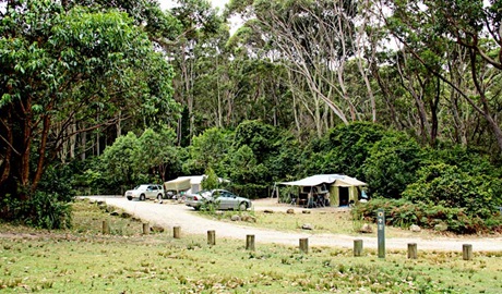 Pebbly Beach campground, Murramarang National Park. Photo: John Yurasek