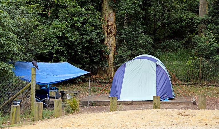 Pebbly Beach campground, Murramarang National Park. Photo: John Yurasek