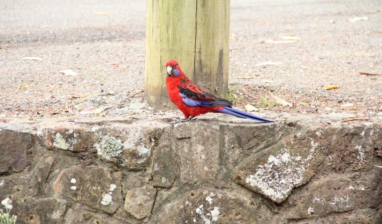 A crimson rosella at Pebbly Beach picnic area, Murramarang National Park. Photo: John Yurasek &copy; OEH