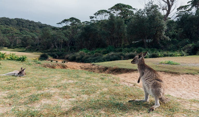 Kangaroos on the grassy area near Pebbly Beach. Credit: <HTML>&copy; Melissa Findley