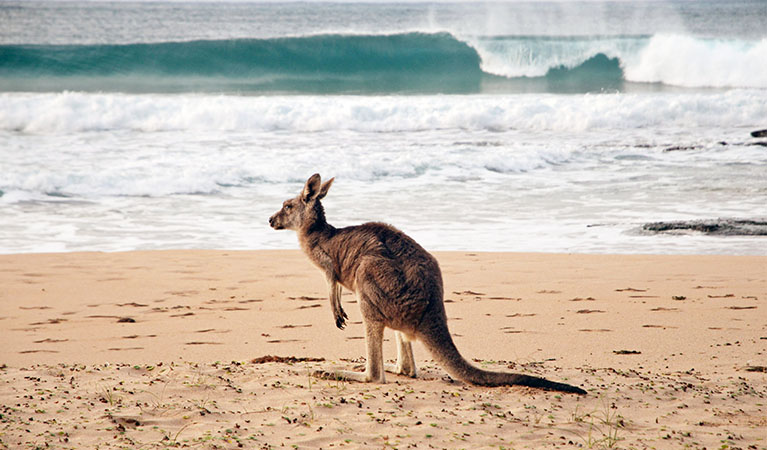 Kangaroo on the sand in front of a wave at Pebbly Beach, Murramarang National Park. Photo: Michael Jarman &copy; Michael Jarman