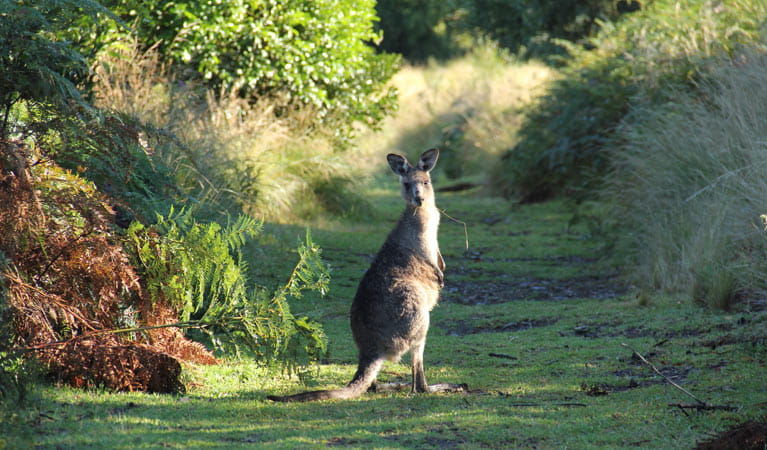 Kangaroo. Photo: John Yurasek &copy; OEH