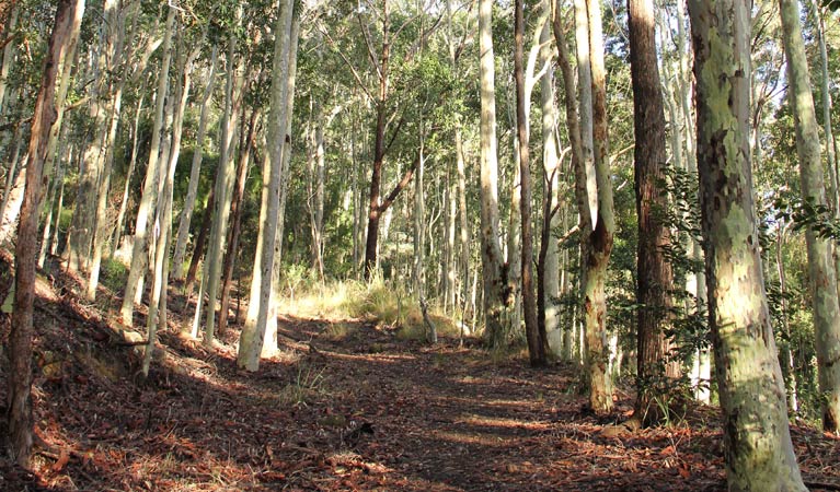 Pebbly Beach to Durras Mountain walking track, Murramarang National Park. Photo: John Yurasek &copy; OEH