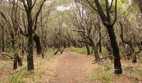 Pretty Beach to Snapper Point Walking Track, Murramarang National Park. Photo: John Yurasek &copy; OEH