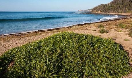 Richmond Beach, Murramarang National Park. Photo: Michael Van Ewijk