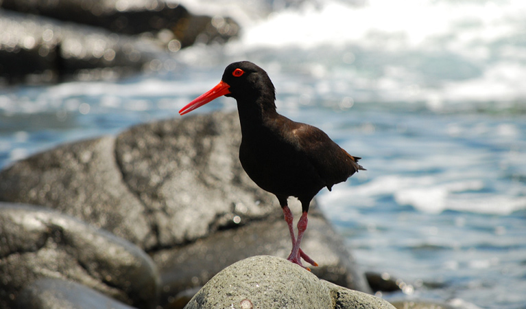 Sooty oystercatcher at Depot Beach, Murramurang National Park. Photo: Michael Jarman