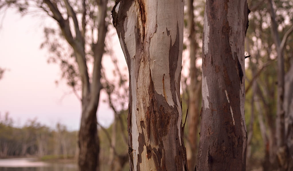 Red river gums by the Murray River at Bama campgrounds in Murray Valley National Park. Photo: Gavin Hansford &copy; OEH