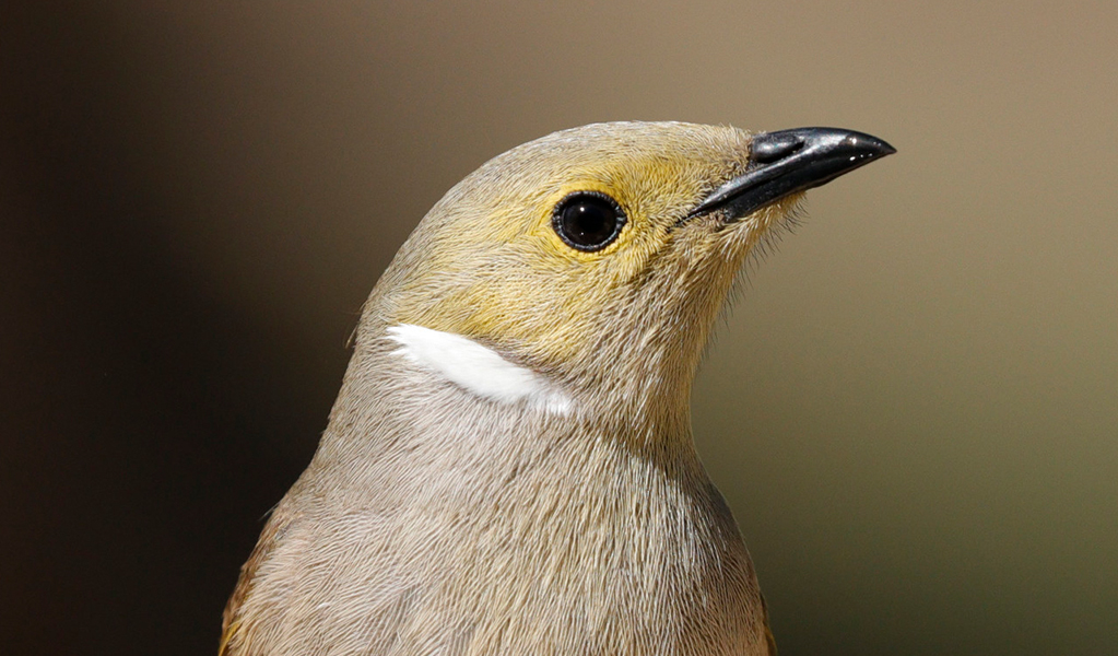 White-plumed honeyeater. Photo: James Faris &copy; James Faris