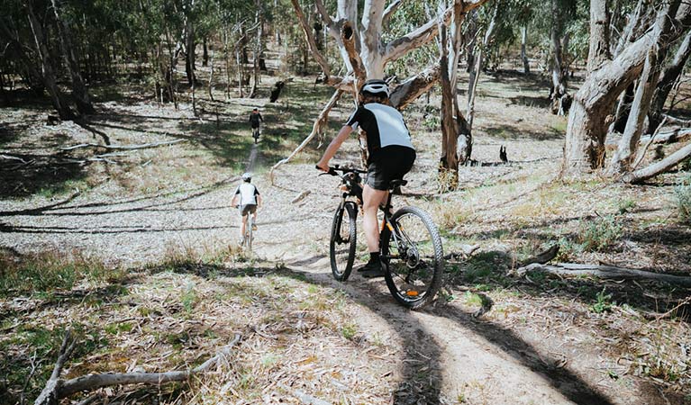 Two bike riders cycle down a hille through forest along Deniliquin mountain bike trails, Murray Valley Regional Park. Photo: Ain Raadik/Edward River Council