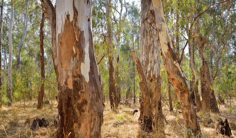 Five Mile picnic area, Murray Valley National Park. Photo: Gavin Hansford &copy; DPIE