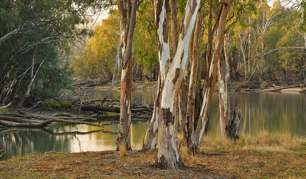 River red gums by the Murray River at Moira North campgrounds in Murray River National Park. Photo: Gavin Hansford &copy; OEH