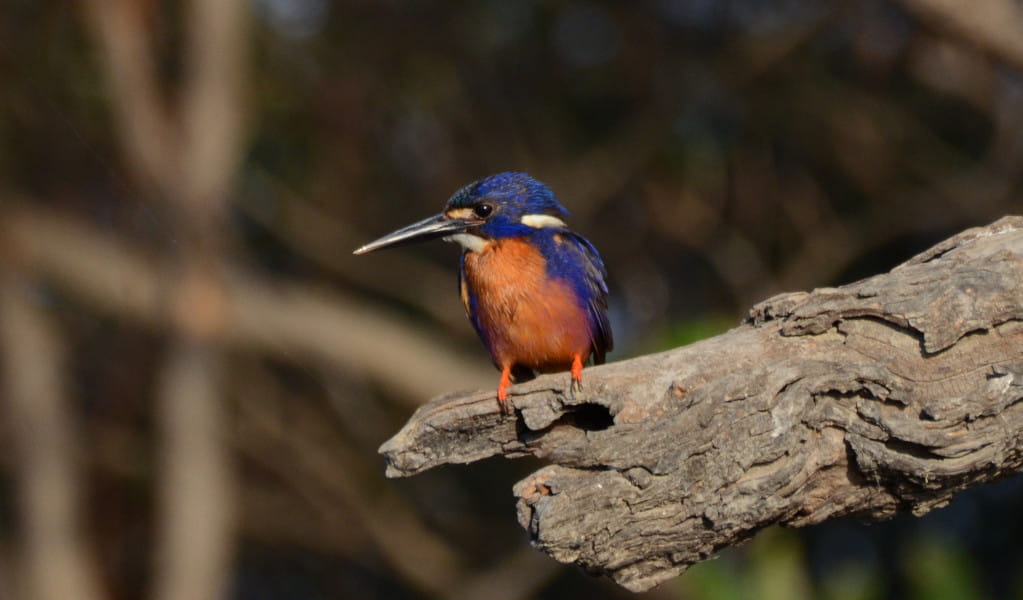 An azure kingfisher perched on a tree. Credit: Felicity Hatton &copy; Felicity Hatton