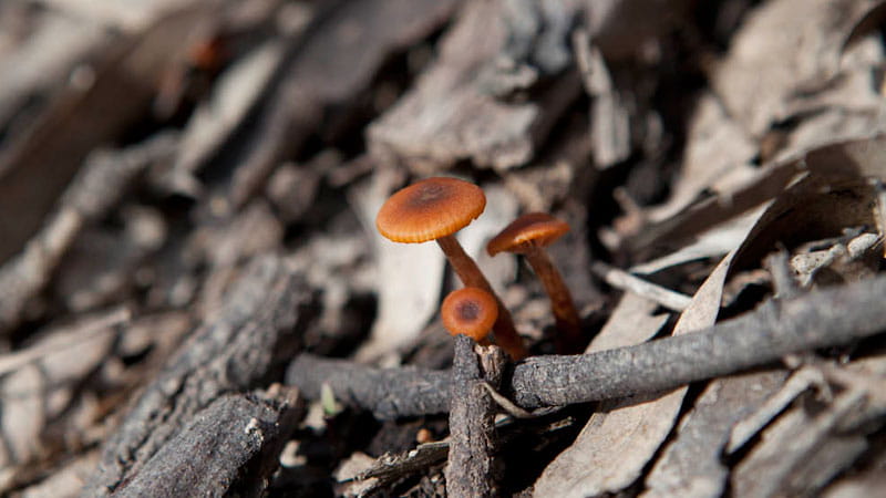 Mushrooms in Murray Valley National Park. Photo: David Finnegan