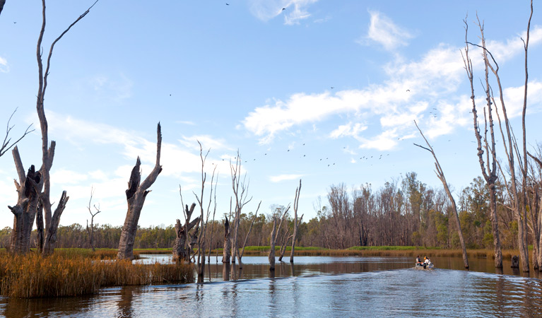 River red gums, Murray Valley National Park. Photo: David Finnegan