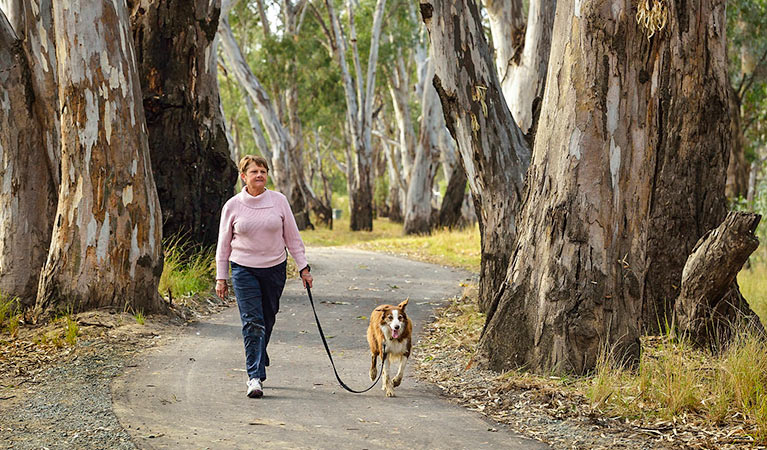 A visitor walking their dog in Murray Valley Regional Park. Photo: Gavin Hansford/DPIE