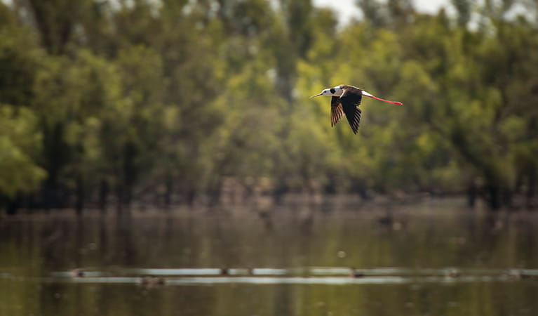 A black winged stilt bird flies above the Murray River, Murray Valley National Park. Photo: John Spencer/OEH