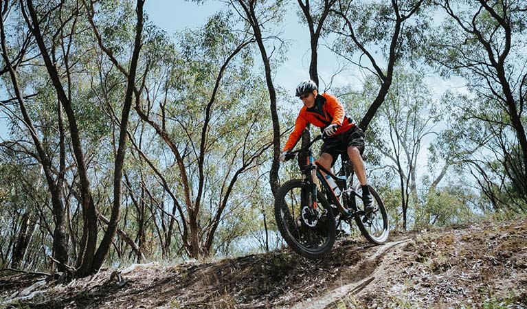 Deniliquin mountain bike trails in Murray Valley Regional Park. Photo credit: Ain Raadik/Edward River Council 