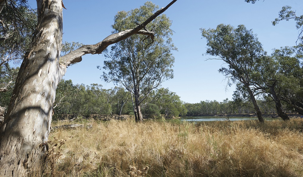 Murray Valley Regional Park. Photo: Peter Robey &copy; DPIE