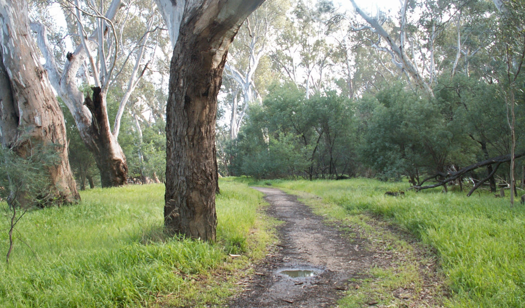 Riverside walk, Murray Valley Regional Park. Photo: Michael Murphy &copy; DPE